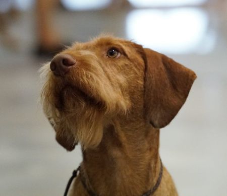 Image of Vizcaya's Vizland Cherokee Asagi