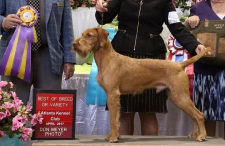 Image of Vizcaya's Vizland Cherokee Asagi