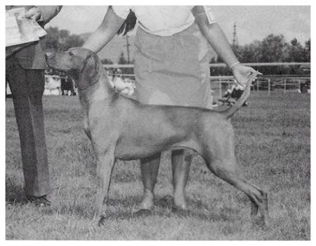 Image of Piroska Cariad Eso