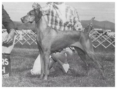 Image of Rotkopf's Minor Miracle