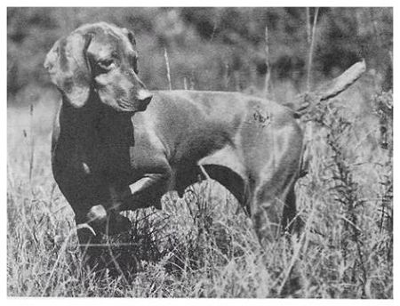 Image of Upwind Meta Kemble