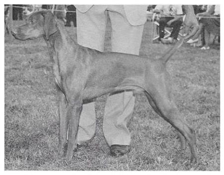 Image of Upwind Villam Gyors