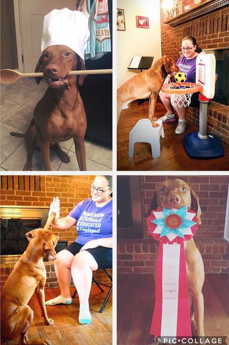 Image of Firelight's Cariad Elgin Geronimo