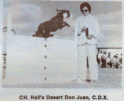 Image of Hall's Desert Don Juan