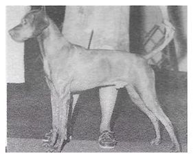 Image of Fieldstone's Tip Top Chester