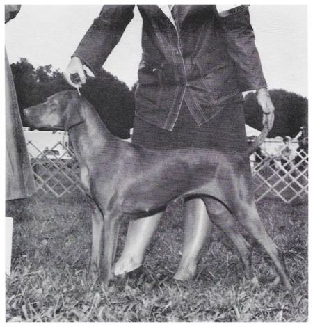 Image of Brylynns Sassy Sheba