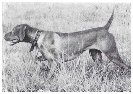 Image of Rebel Rouser Famous Amo's