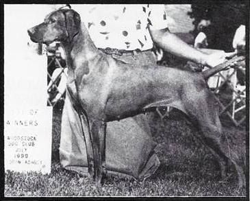 Image of Piper's Sippican Gold Rush