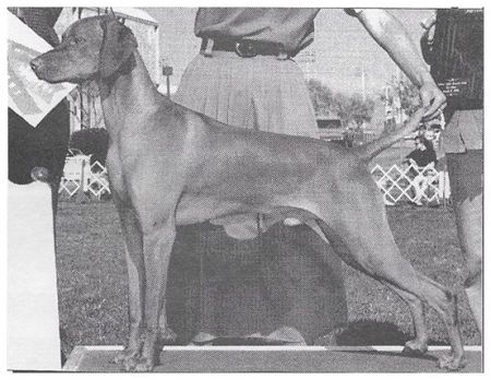 Image of Russet Leather Crimson Eagle