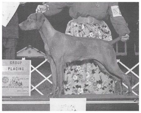 Image of Sasco's Scarlett O'Harann