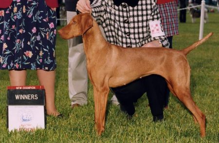 Image of Csardas Classy Sassy