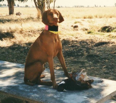 Image of Csardas Rhapsody of Sava