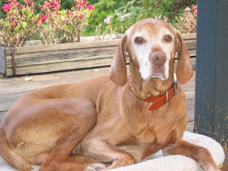 Image of Csardas Rhapsody of Sava