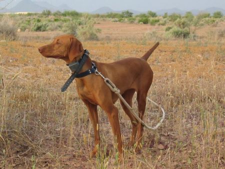 Image of Csardas Grace Under Fire