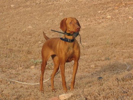 Image of Csardas Grace Under Fire