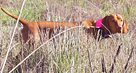 Image of Csardas Hell-O' Dolly