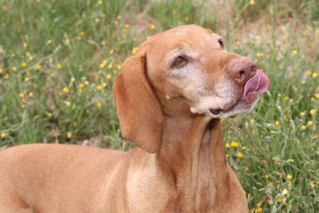 Image of Csardas Hell-O' Dolly