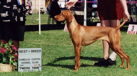 Image of Csardas Hell-O' Dolly