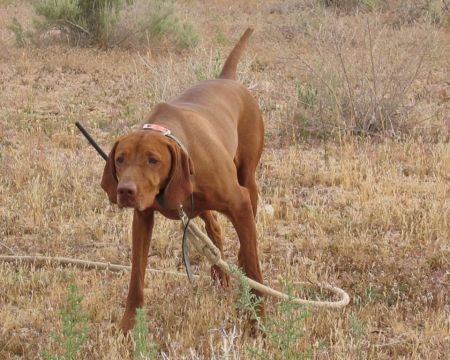 Image of Csardas Hell-O' Dolly