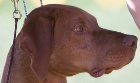 Image of Drycreek's Tommy By Tommy