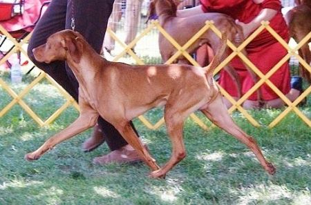 Image of Drycreek's Tommy By Tommy