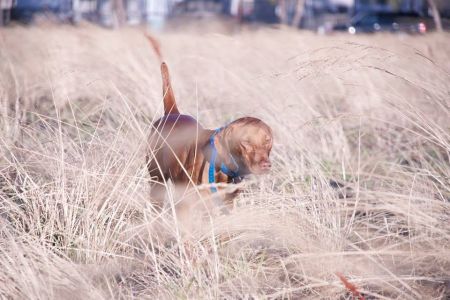 Image of Drycreek's Hanna Montana