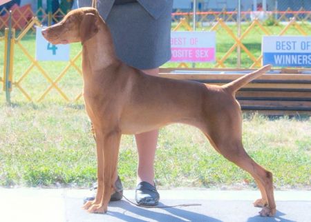 Image of Drycreek's Hanna Montana