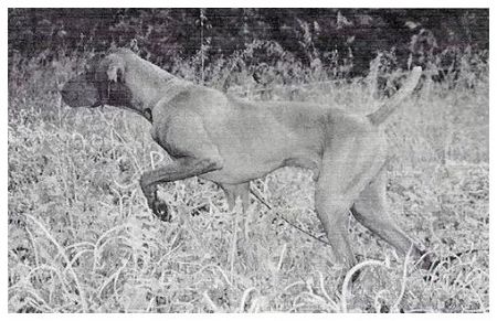 Image of Varazs Kiraly Sassy Sasha