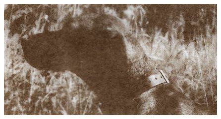 Image of Zekiel Regel Of Kent