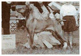 Image of Red Wing's Missy Meg's Jessica