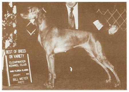 Image of Charlotte's Lookin For Trouble