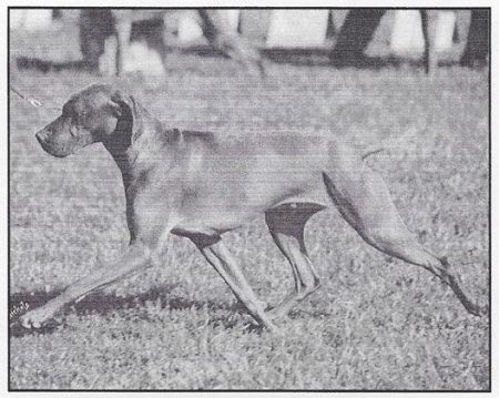 Image of Rebel Rouser Lucca