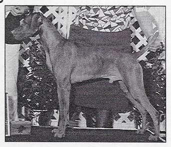 Image of Verity's Fireball des Nebels