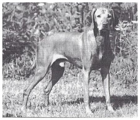 Image of Comynara Napkeltei Torc