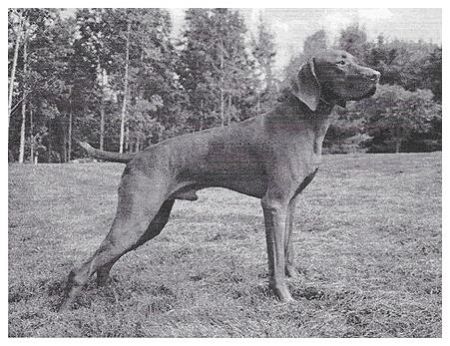 Image of Varazs Kiraly Sassy Sasha