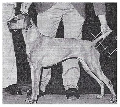 Image of Upwind Minnetonka Tasha