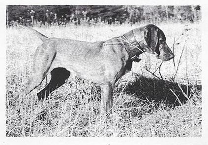 Image of Melto's Ripstop Rose