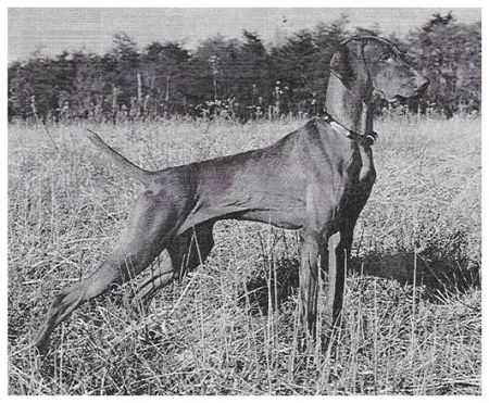 Image of Piper's Sippican Oliver Twist