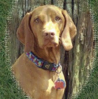 Image of Golden's Sinnamone Annie