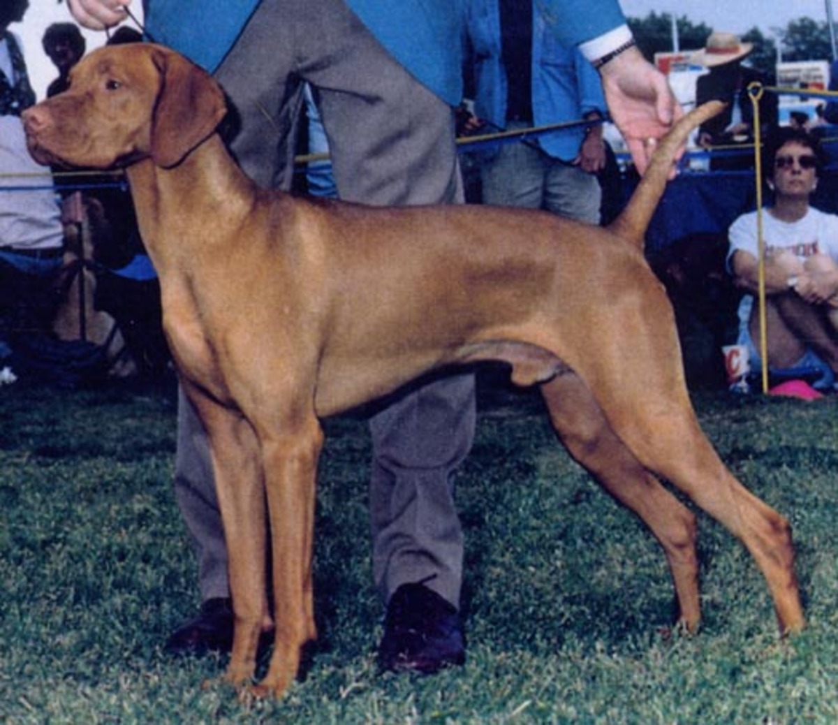 Image of Koppertone's Bo Our Nooreet