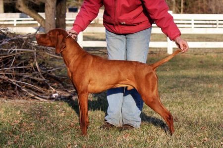 Image of Paradox Amazeen Glory