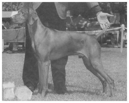 Image of Koppertone's Trailblazer