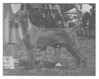 Image of Sun-Up Dances With Quail