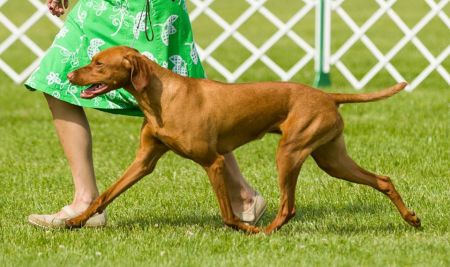 Image of Jnek Shall We Dance