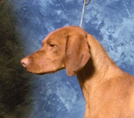 Image of Jnek Shall We Dance