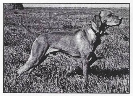 Image of Rebel Rouser Diamondback