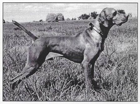 Image of Rebel Rouser Jac