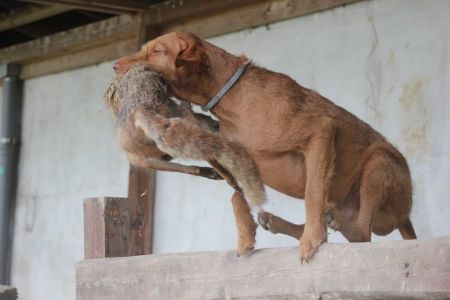 Image of Zerge von Haus Schladern