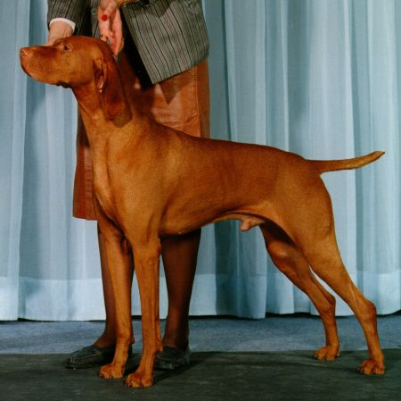 Image of Kezdet's Adrian Buster