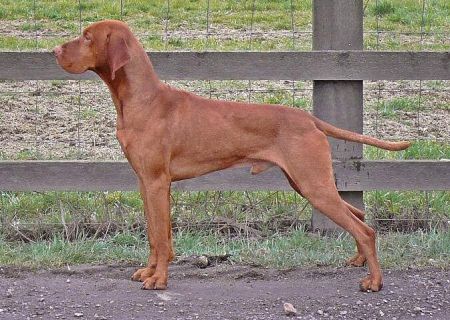 Image of Quality of Skyrocket